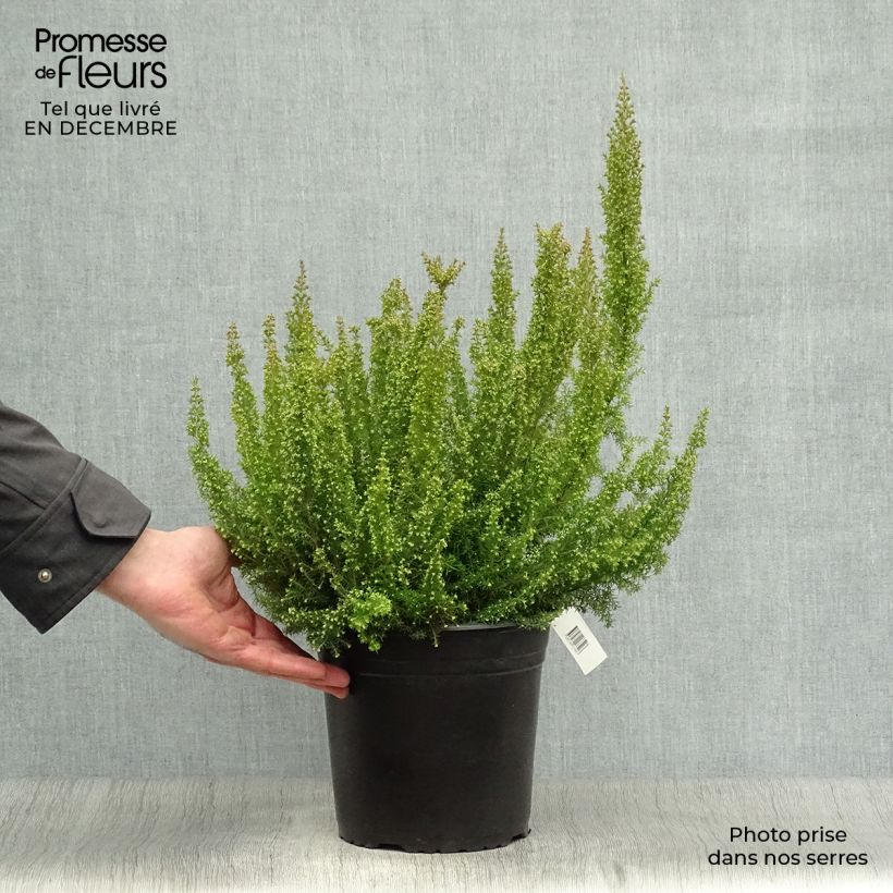 Erica arborea Pink Joy - Brezo blanco Maceta 4L/5L Ejemplar entregado en invierno