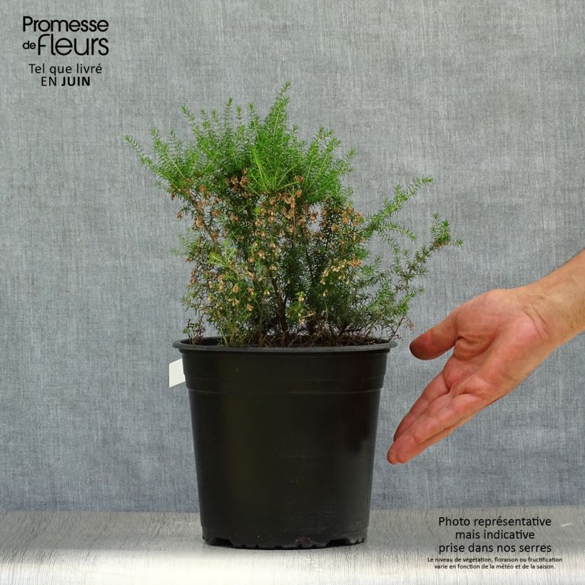 Ejemplar de Erica arborea Pink Joy - Brezo blanco Maceta 4L/5L entregado en verano