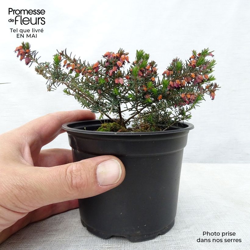 Erica darleyensis Kramer's Rote - Brezo rosado Maceta de 8/9 cm Ejemplar entregado en la primavera