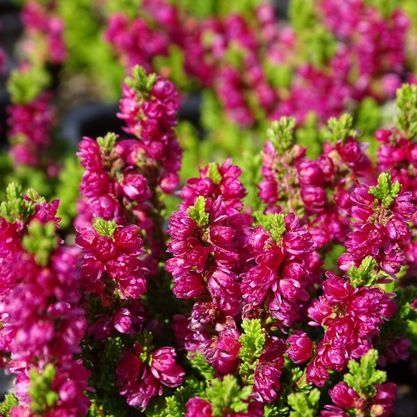 Calluna vulgaris Dark Beauty - Brecina (Floración)