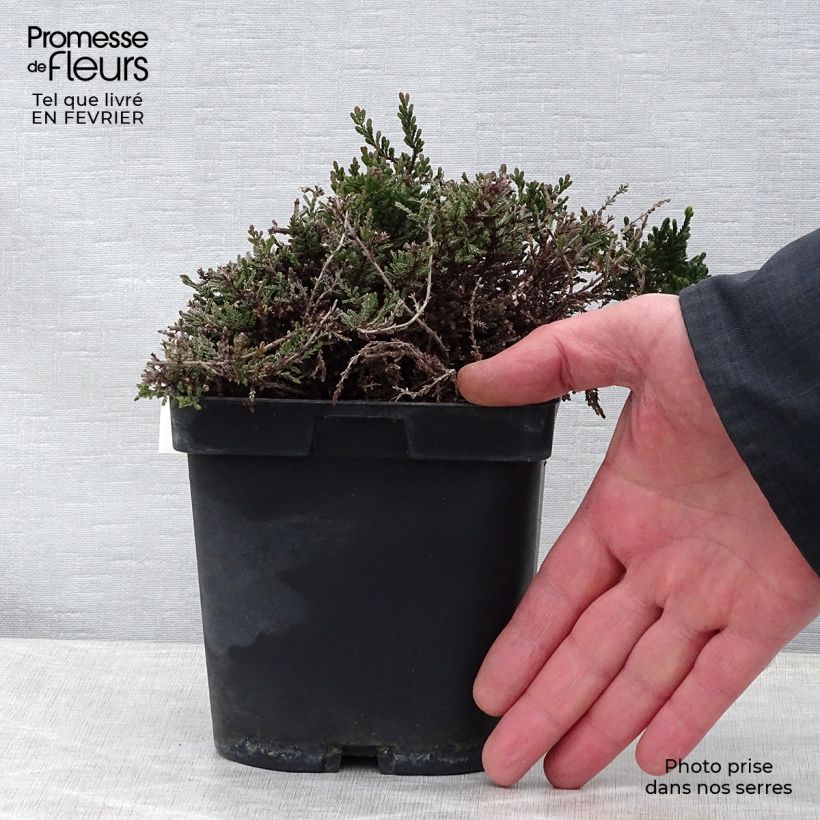 Calluna vulgaris Spring Torch - Brecina Maceta de 8/9 cm Ejemplar entregado en invierno