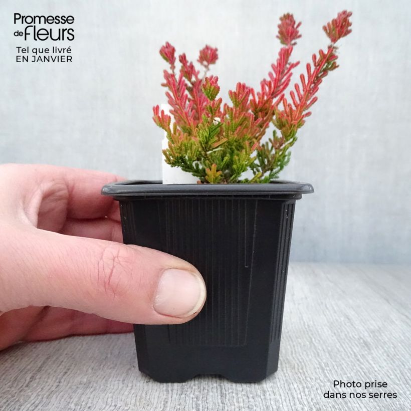 Calluna vulgaris Winter Chocolate - Brecina Maceta de 8/9 cm Ejemplar entregado en invierno