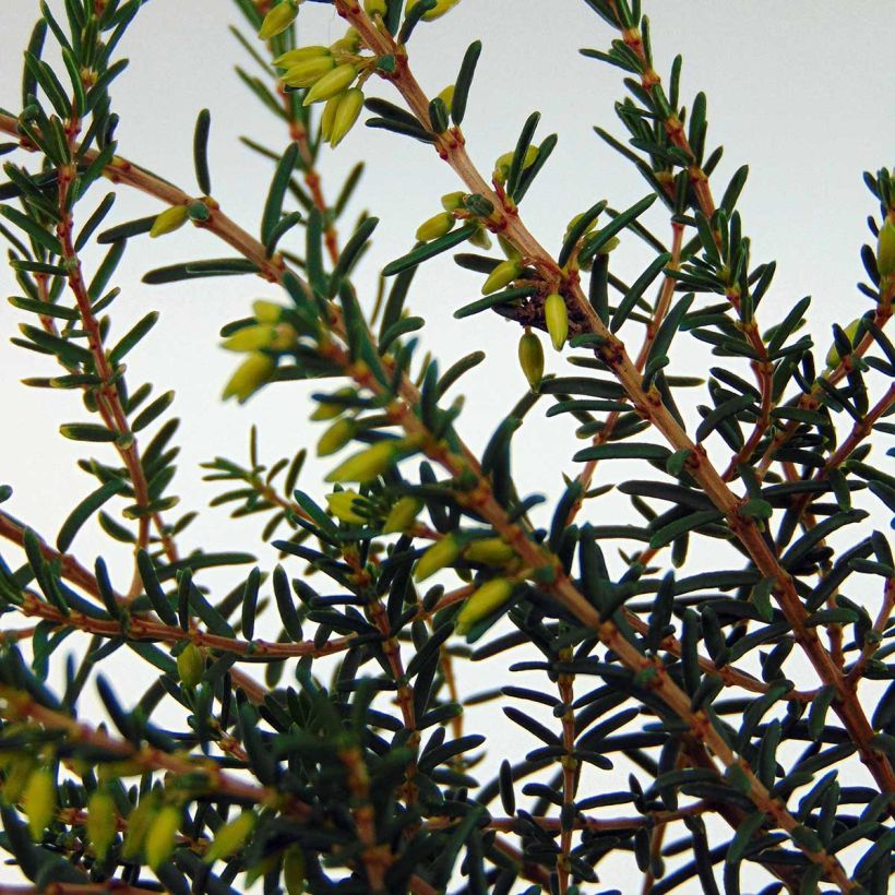Erica darleyensis Silberschmelze - Brezo rosado (Follaje)
