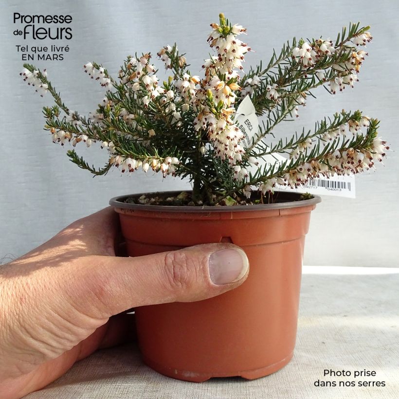 Erica darleyensis Silberschmelze - Brezo rosado Maceta de 8/9 cm Ejemplar entregado en invierno