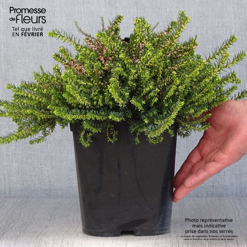 Ejemplar de Erica darleyensis Trio - Brezo rosado Maceta 3L/4L entregado en otoño