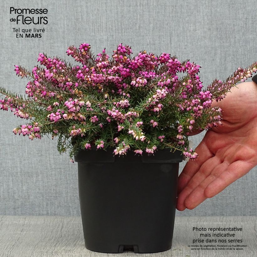 Erica darleyensis Kramer's Rote - Brezo rosado Maceta 2L/3L Ejemplar entregado en la primavera