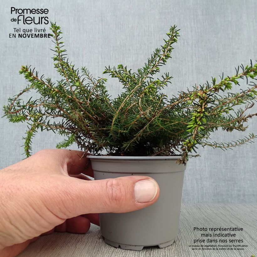 Ejemplar de Erica darleyensis Kramer's Rote - Brezo rosado Maceta de 8/9 cm entregado en otoño