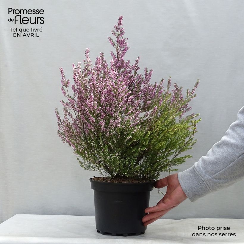 Erica mediterranea - Brezo Maceta 3L/4L Ejemplar entregado en la primavera