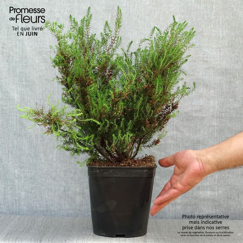 Ejemplar de Erica mediterranea - Brezo Maceta 3L/4L entregado en verano