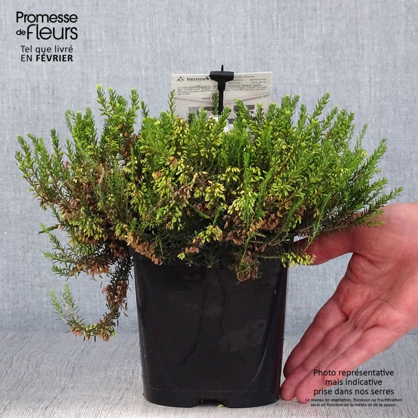 Ejemplar de Erica carnea Rosalie - Brezo vizcaíno Maceta 2L/3L entregado en otoño
