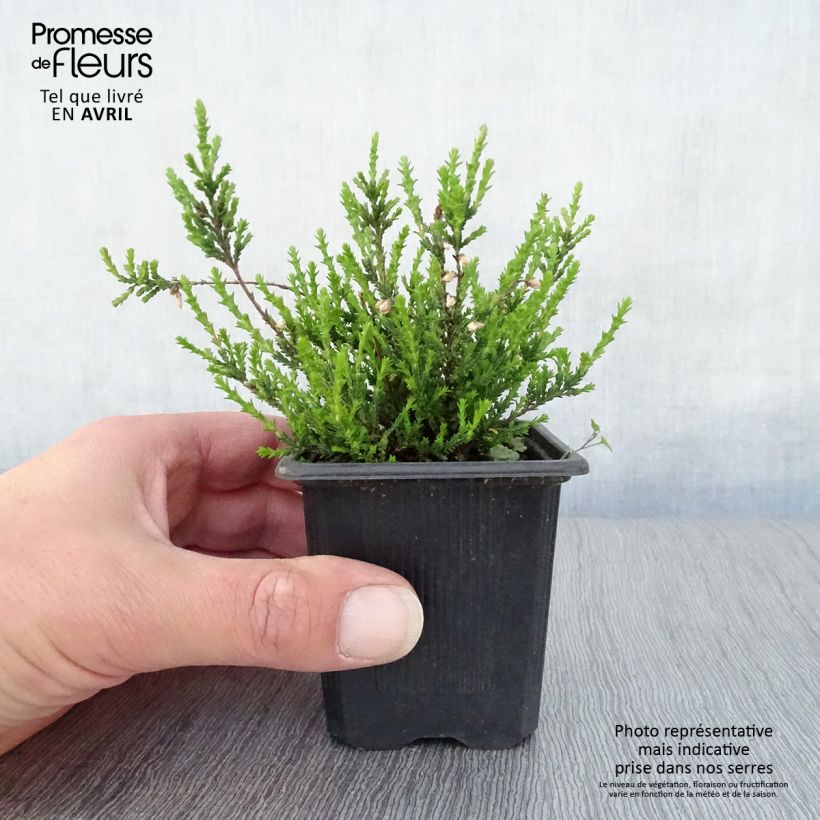Calluna vulgaris Marlies - Brecina Maceta de 8/9 cm Ejemplar entregado en la primavera
