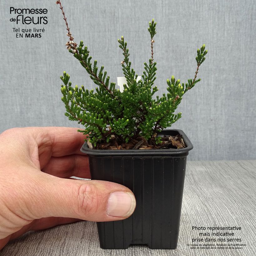 Calluna vulgaris Spring Torch - Brecina Maceta de 8/9 cm Ejemplar entregado en la primavera