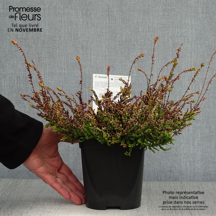 Ejemplar de Calluna vulgaris Wickwar Flame - Brecina Maceta 2L/3L entregado en otoño