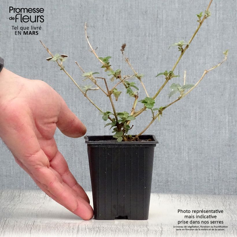 Buddleja Blue Chip Maceta de 8/9 cm Ejemplar entregado en la primavera