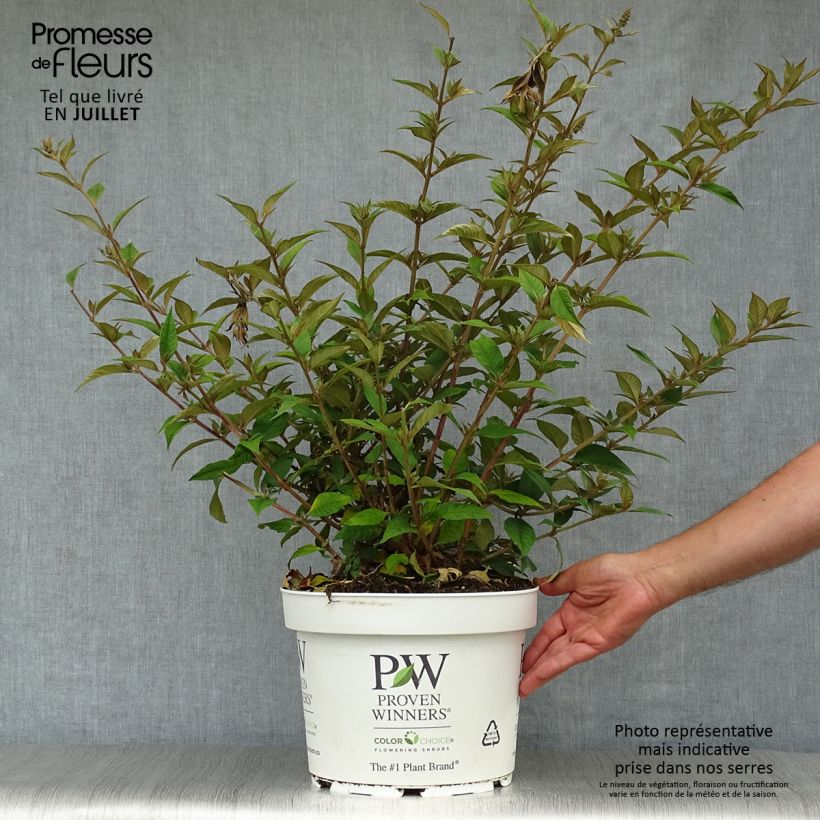 Ejemplar de Buddleja Blue Chip Maceta 7,5L/10L entregado en verano