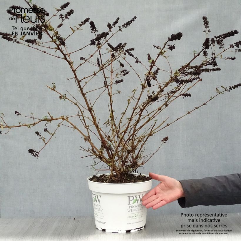 Buddleja Blue Chip Maceta 7,5L/10L Ejemplar entregado en invierno