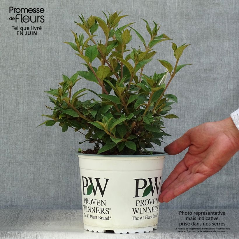 Ejemplar de Buddleja Blue Chip Maceta 2L/3L entregado en verano