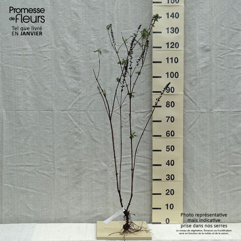 Buddleja davidii Empire Blue Raíces desnudas Ejemplar entregado en invierno