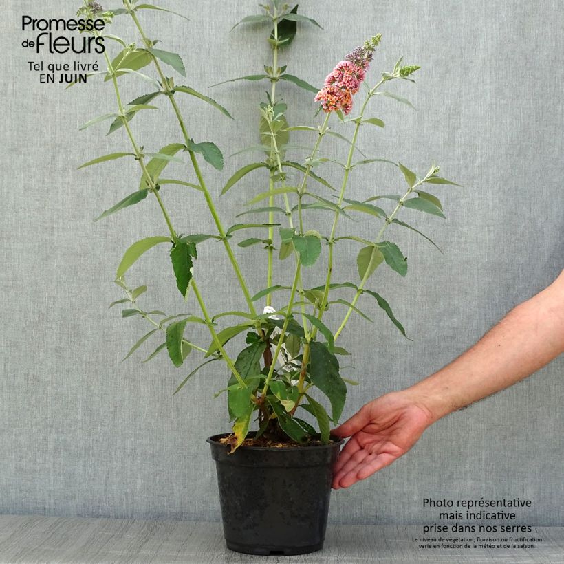 Ejemplar de Buddleja Flower Power Maceta 2L/3L entregado en verano