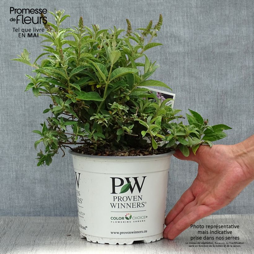 Buddleja davidii Lilac Chip Maceta 2L/3L Ejemplar entregado en la primavera