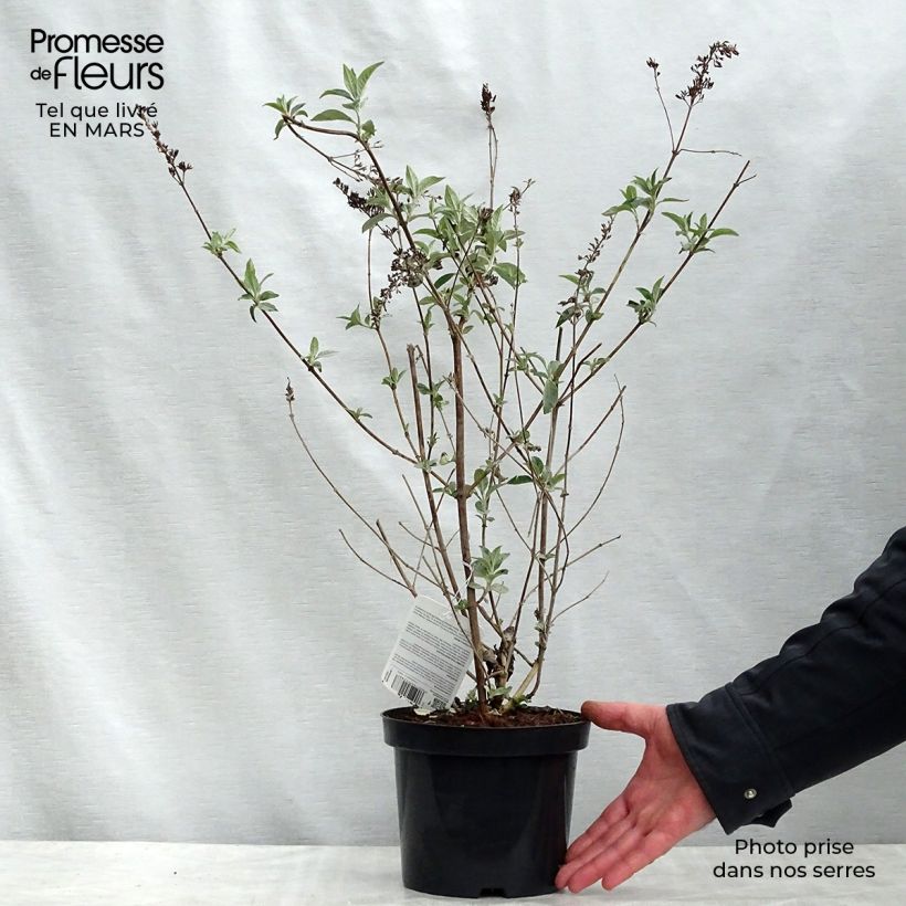 Buddleja Lochinch Maceta 2L/3L Ejemplar entregado en la primavera