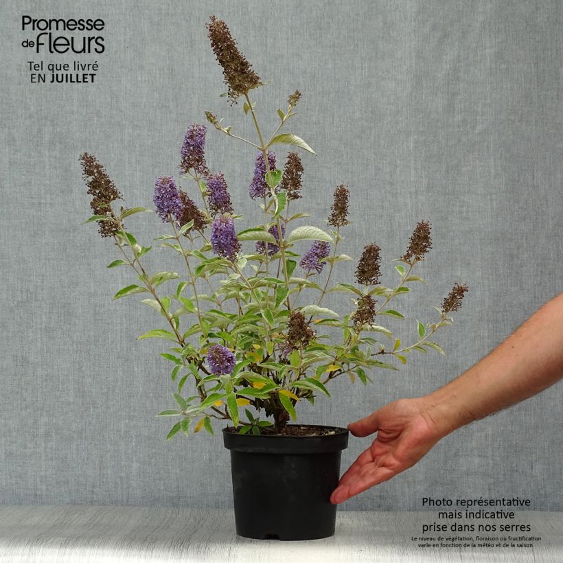 Ejemplar de Buddleja Lochinch Maceta 2L/3L entregado en verano