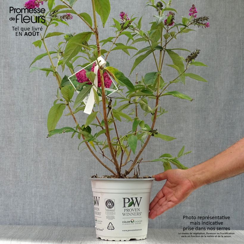 Ejemplar de Buddleja Miss Ruby Maceta 3L/4L entregado en verano