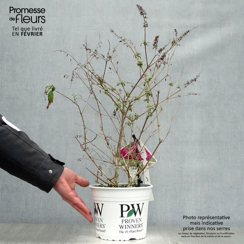 Buddleja Miss Ruby Maceta 3L/4L Ejemplar entregado en invierno