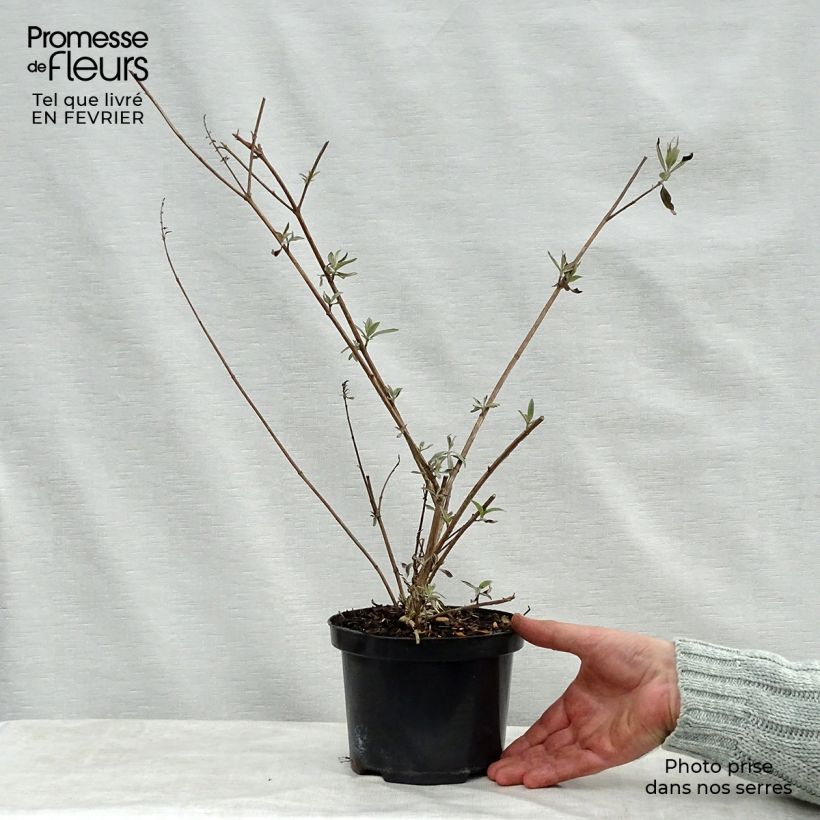 Buddleja davidii Royal Red Maceta 2L/3L Ejemplar entregado en invierno