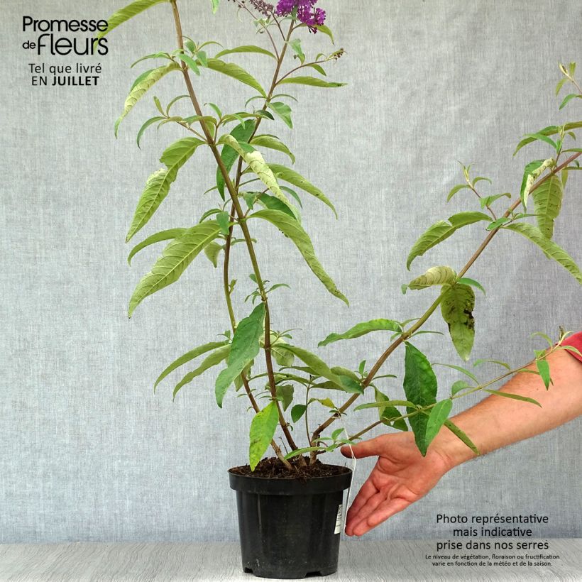 Ejemplar de Buddleja davidii Royal Red Maceta 2L/3L entregado en verano