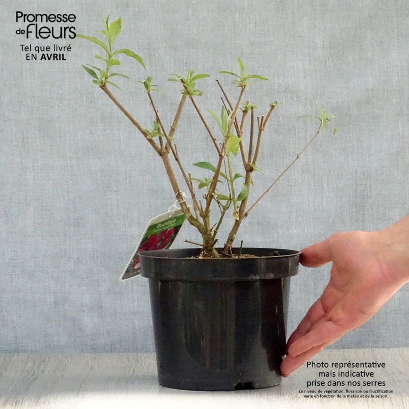 Buddleja davidii Royal Red Maceta 2L/3L Ejemplar entregado en la primavera