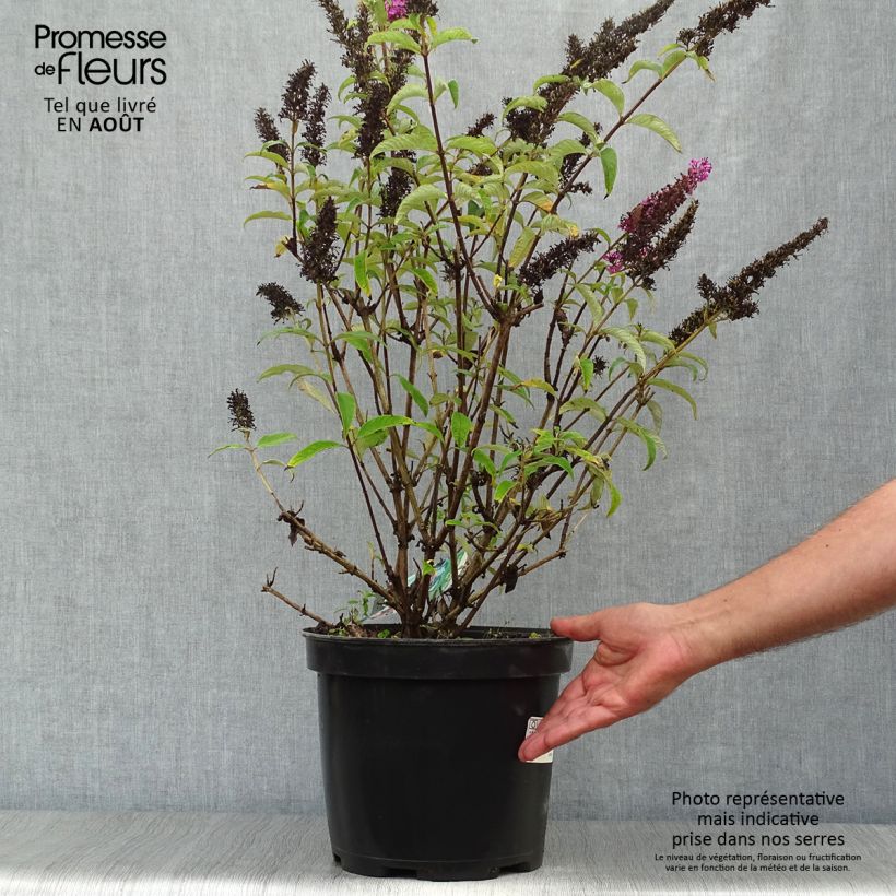 Ejemplar de Buddleja davidii Royal Red Maceta 7,5L/10L entregado en verano