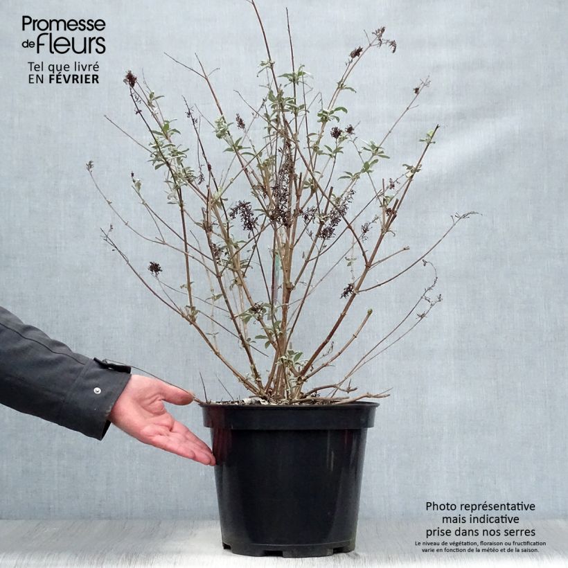 Buddleja davidii Royal Red Maceta 7,5L/10L Ejemplar entregado en invierno