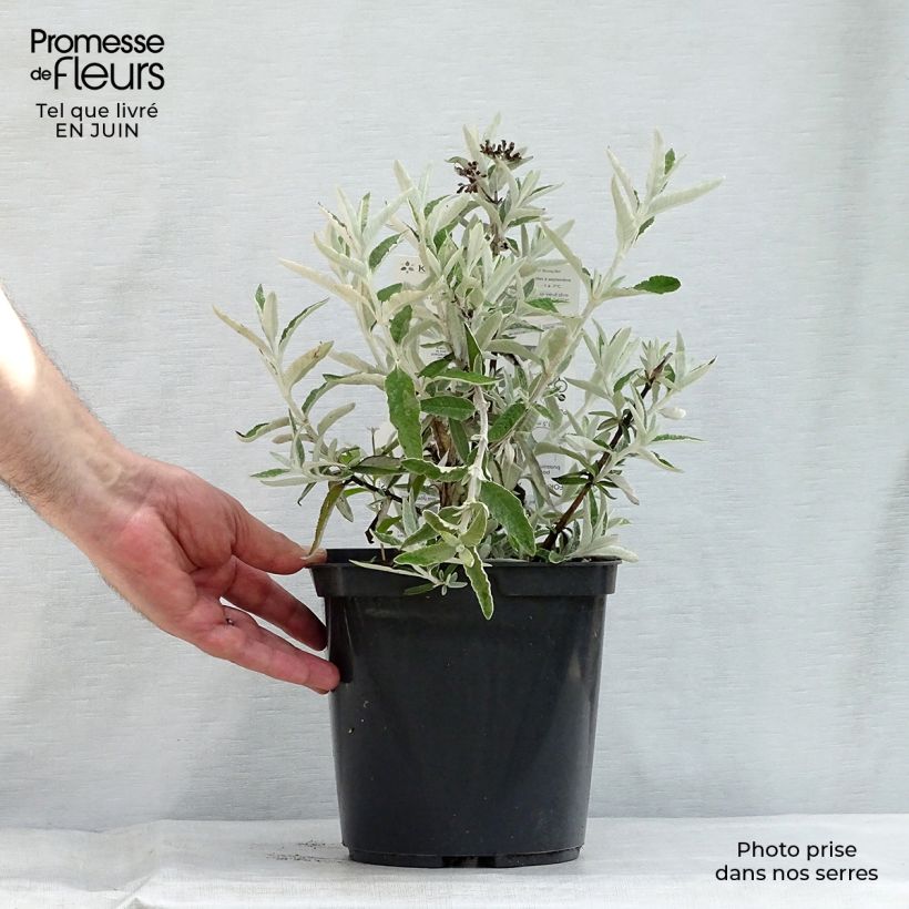 Ejemplar de Buddleja Silver Anniversary Maceta 3L/4L entregado en verano