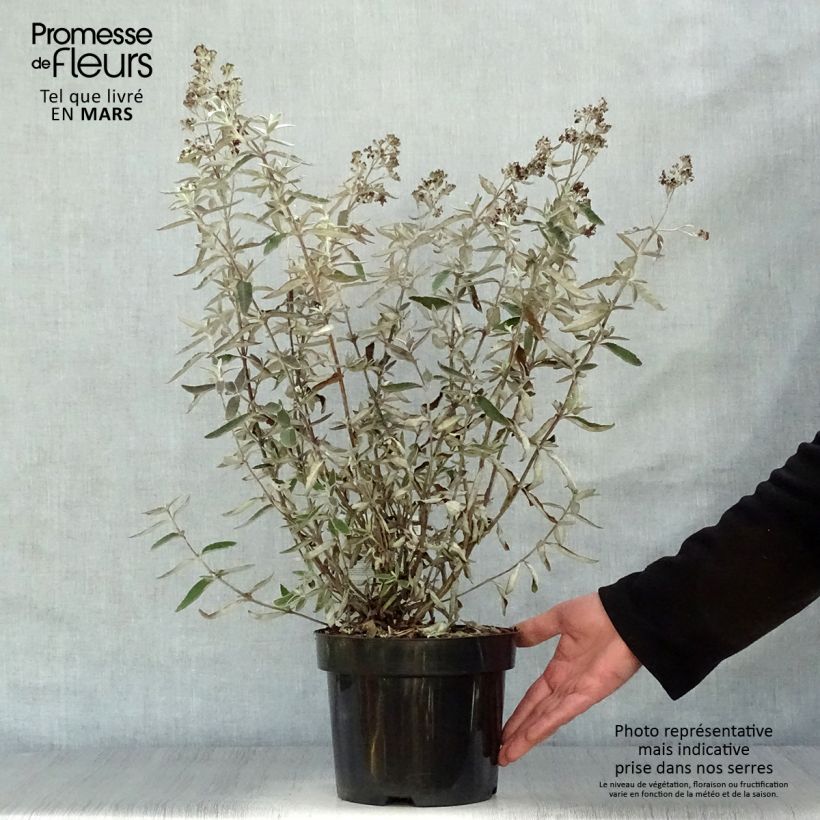 Buddleja Silver Anniversary Maceta 3L/4L Ejemplar entregado en la primavera
