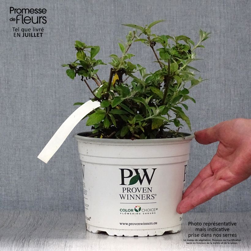 Ejemplar de Buddleja White Chip Maceta 2L/3L entregado en verano