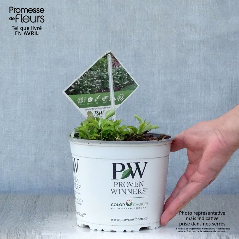 Buddleja White Chip Maceta 2L/3L Ejemplar entregado en la primavera