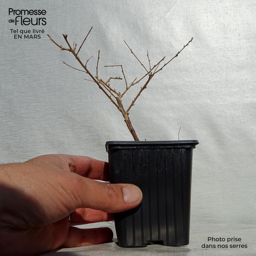 Buddleja alternifolia - Mariposa de hojas alternas Maceta de 8/9 cm Ejemplar entregado en la primavera