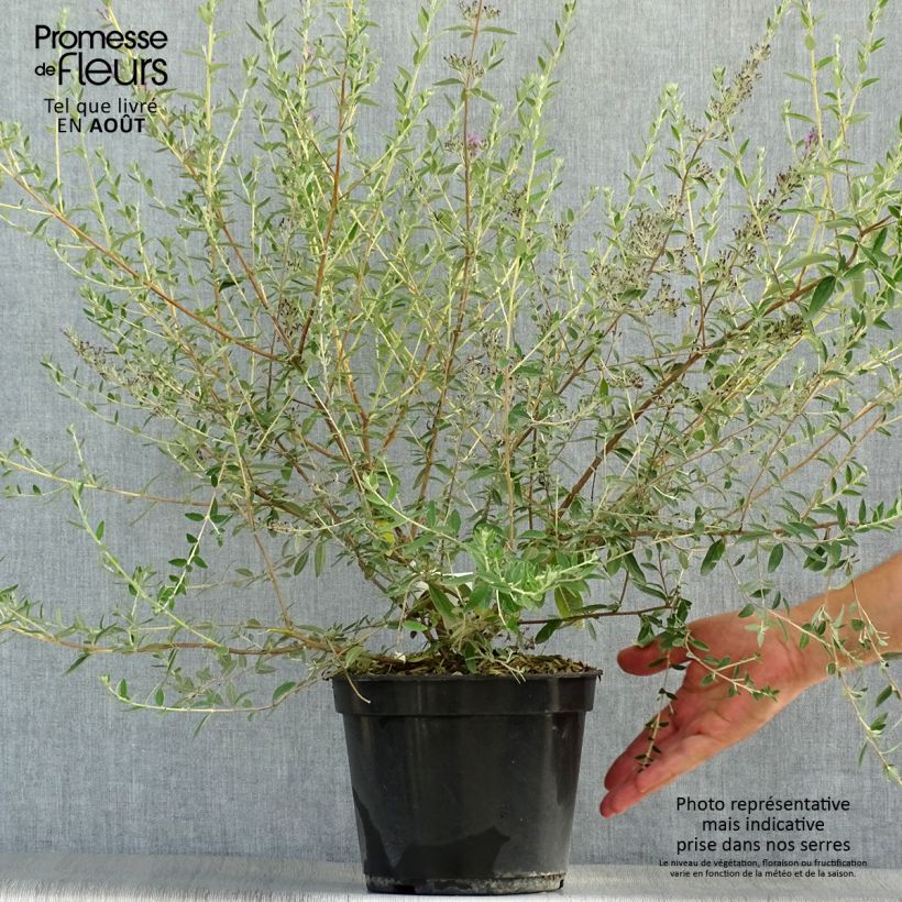 Ejemplar de Buddleja alternifolia Unique Maceta 3L/4L entregado en verano