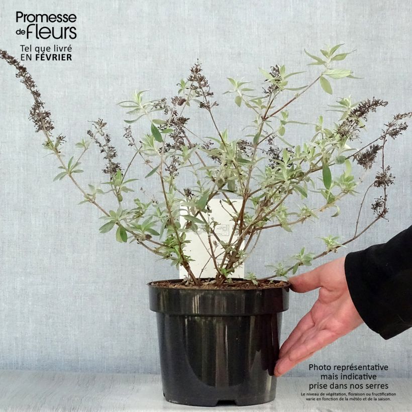 Buddleja davidii Adonis Blue Maceta 3L/4L Ejemplar entregado en invierno