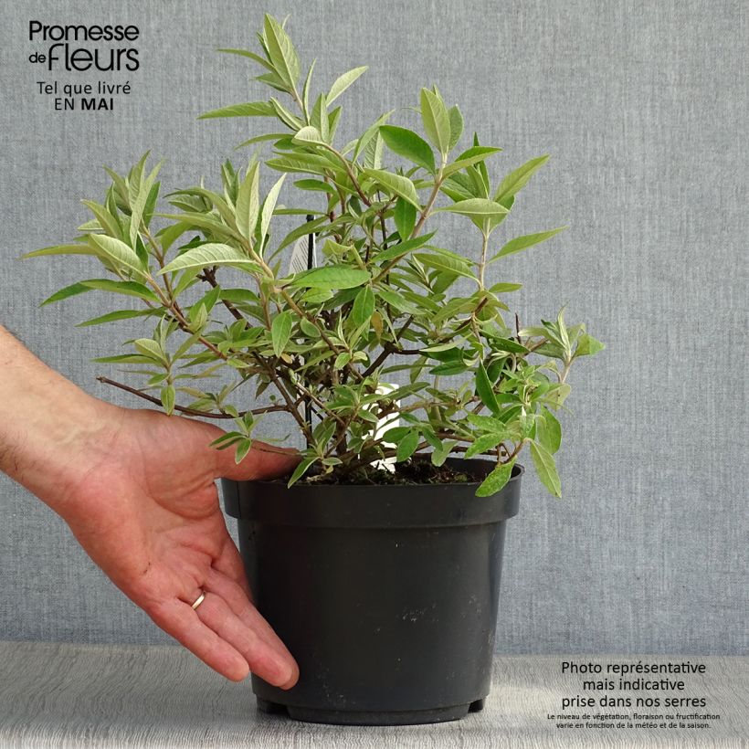 Buddleja davidii Adonis Blue Maceta 3L/4L Ejemplar entregado en la primavera