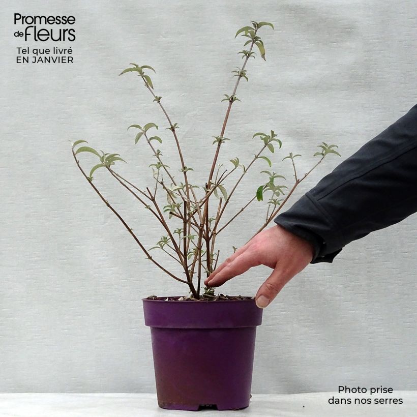 Buddleja davidii Berries and Cream Maceta 3L/4L Ejemplar entregado en invierno