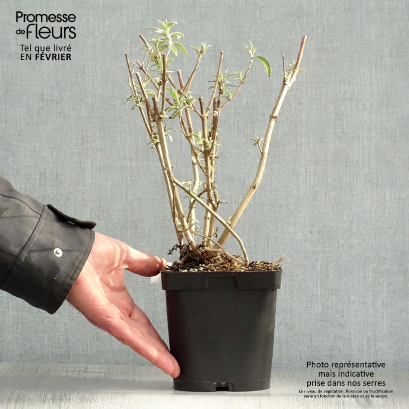 Buddleja davidii Black knight Maceta 2L/3L Ejemplar entregado en invierno
