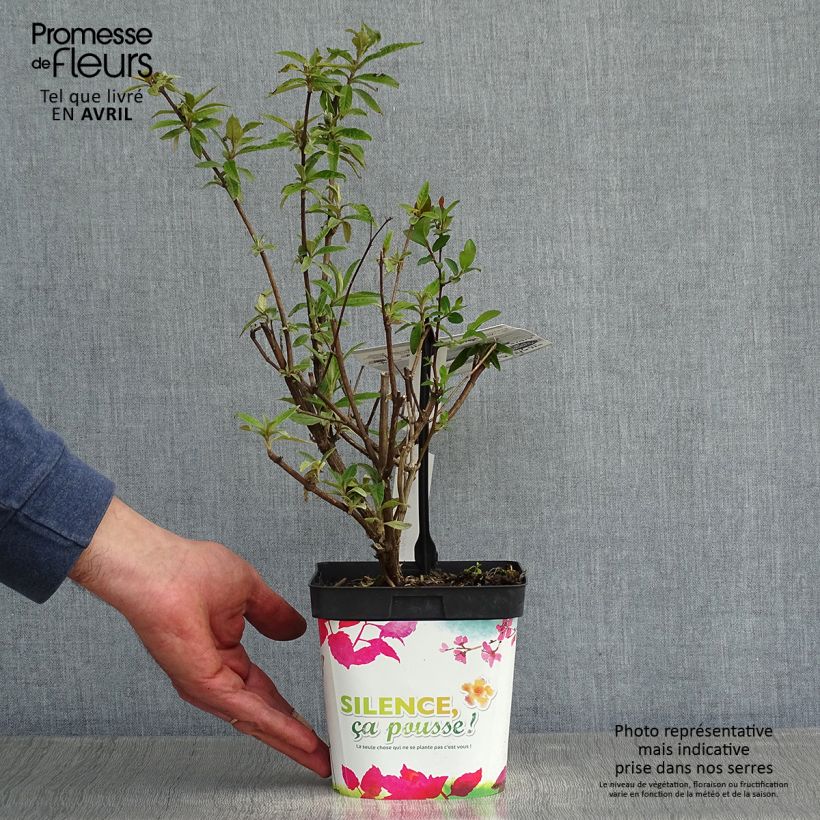 Buddleja davidii Black knight Maceta 2L/3L Ejemplar entregado en la primavera