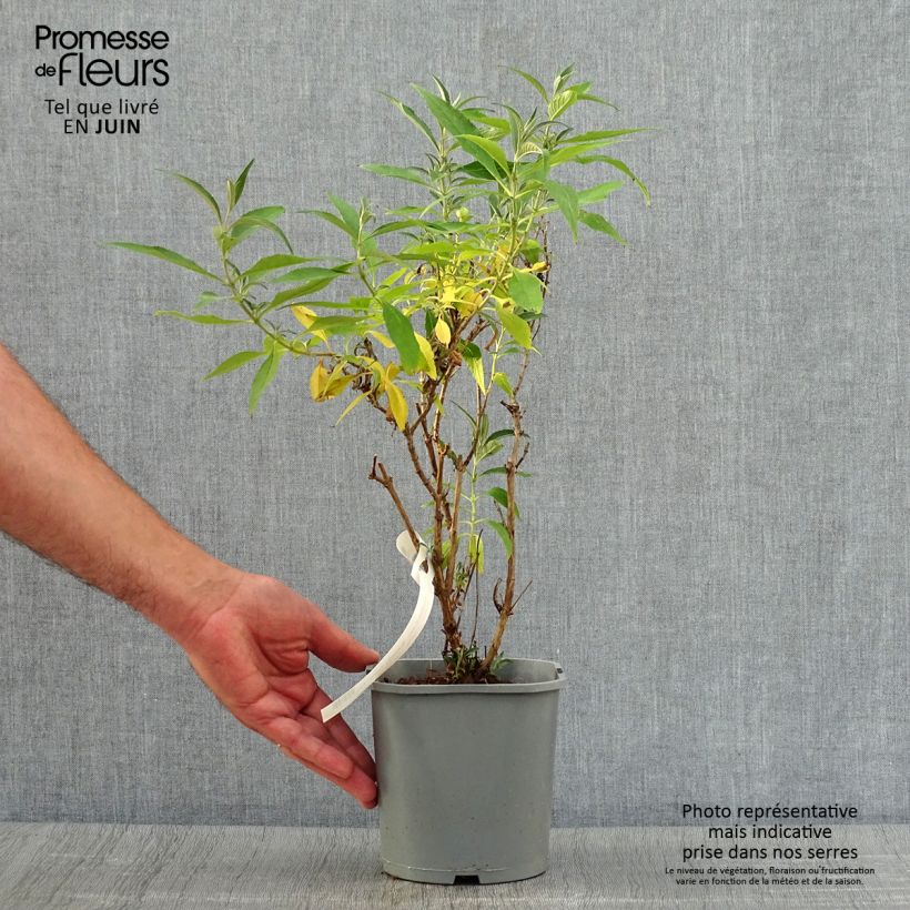 Ejemplar de Buddleja davidii Butterfly Tower Maceta 4L/5L entregado en verano