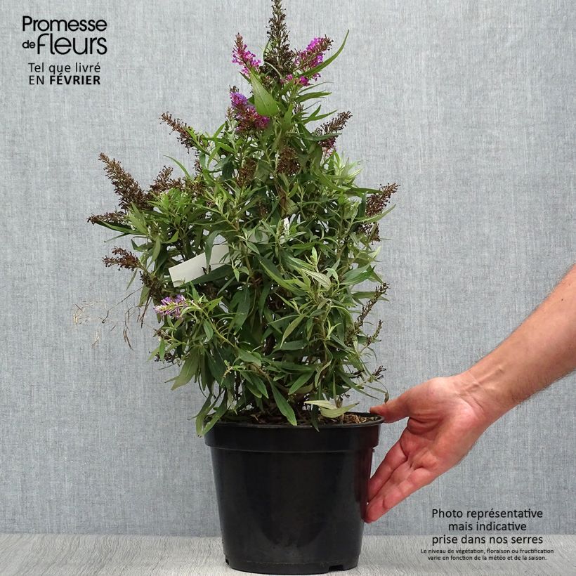 Ejemplar de Buddleja davidii Butterfly Tower Maceta 4L/5L entregado en otoño