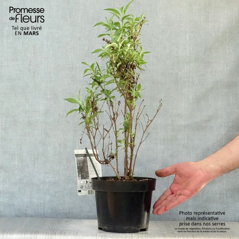 Buddleja davidii Butterfly Tower Maceta 4L/5L Ejemplar entregado en la primavera