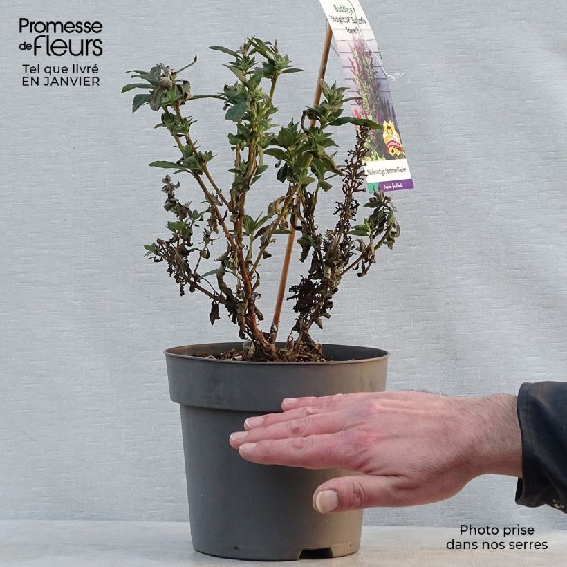 Buddleja davidii Butterfly Tower Maceta 4L/5L Ejemplar entregado en invierno