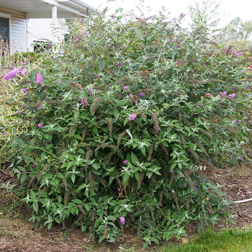Buddleja Flower Power (Porte)