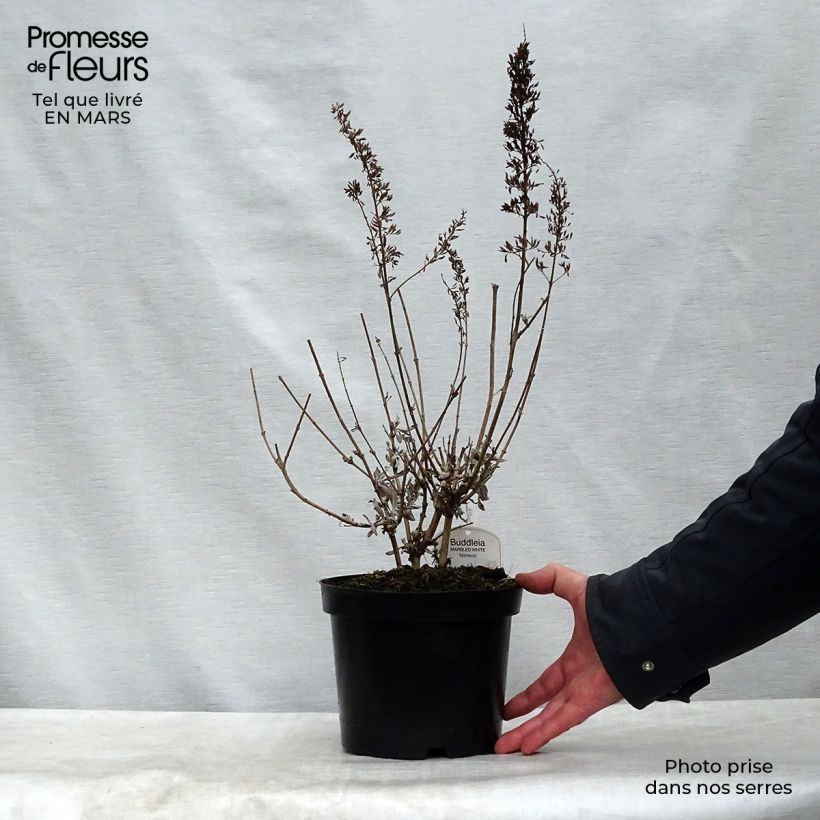 Buddleja davidii Marbled White Maceta 2L/3L Ejemplar entregado en la primavera